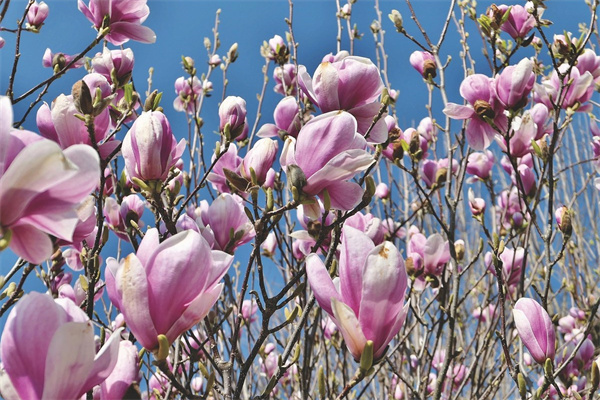 姐妹過(guò)生日送什么花好(姐妹過(guò)生日送什么鮮花好)