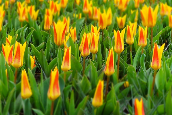 生日禮物適合送什么花(生日禮物適合送什么花女生)