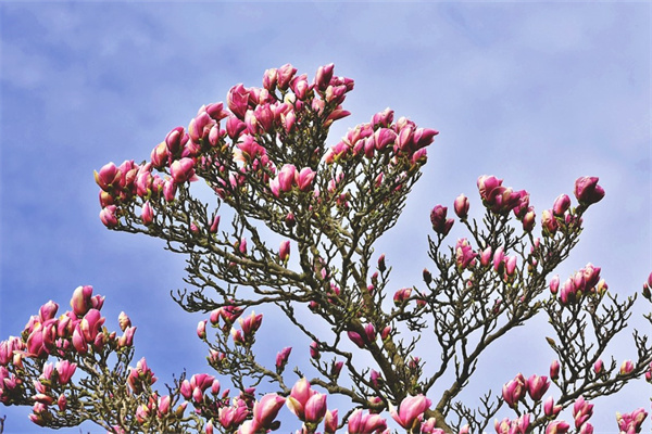 第一次給女朋友送花送什么(第一次送女朋友花該送什么花)