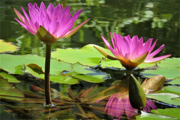 對女朋友道歉送什么花(給女朋友道歉送什么花最好)