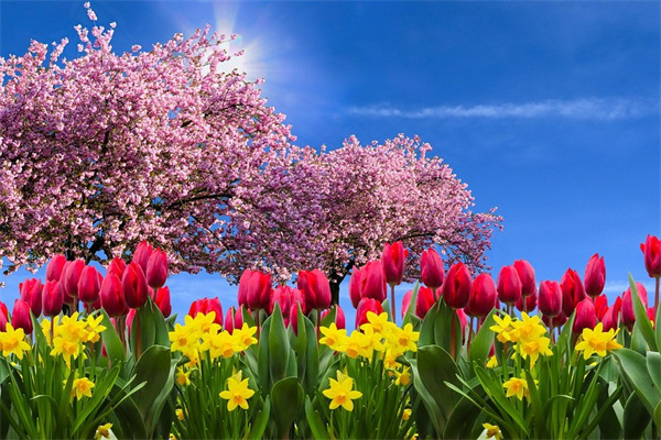 60歲老人送什么花比較好(60歲老人送什么花比較好一點(diǎn))