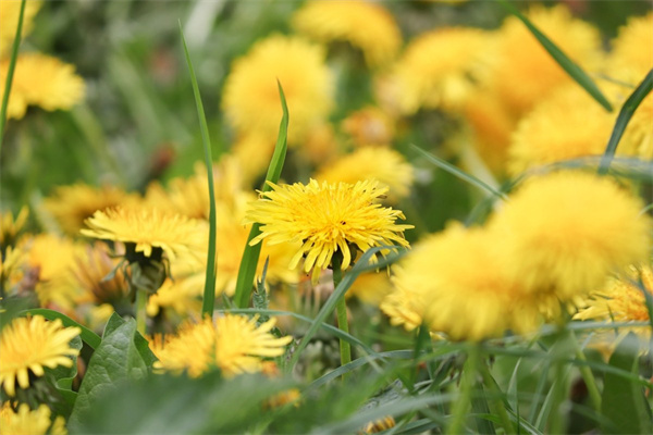 送婆婆要送什么花(送婆婆適合送什么花)