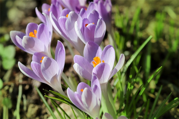 女生朋友生日送什么花合適(女生朋友生日送什么花合適一點(diǎn))