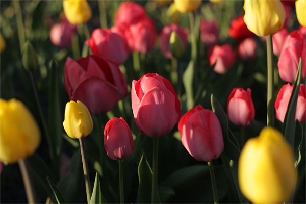 第一次見面約會(huì)送什么花(第一次見面約會(huì)送花好點(diǎn)還是不送好點(diǎn))