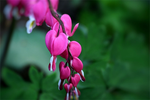 藍(lán)色玫瑰適合送什么人(藍(lán)色玫瑰寓意是什么意思)