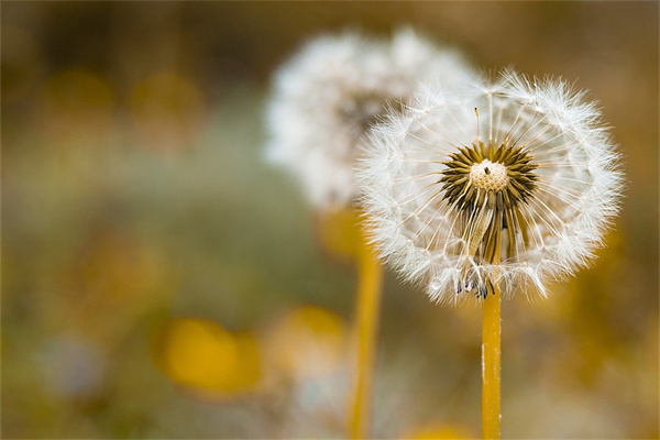朋友送花多少朵合適(朋友送花送多少朵合適)