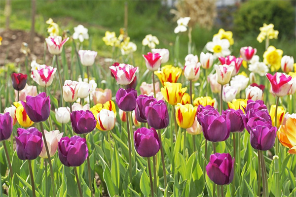 女兒送媽媽生日鮮花(女兒送媽媽生日鮮花媽媽表達怎么寫)