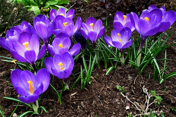 丈母娘過生送什么花(丈母娘生日送花送什么花)