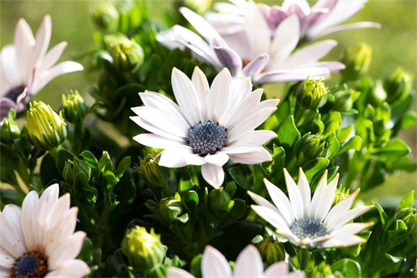 女的給男的送什么花合適(女人給男人送什么花代表愛情)