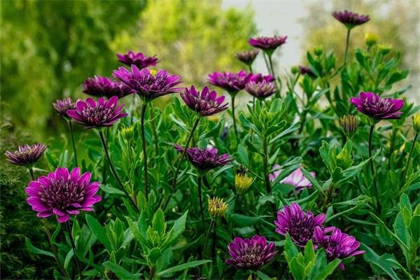 送姐姐送什么花好(送姐姐什么花比較好)