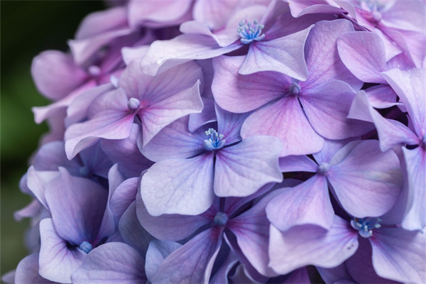 送花老人(送老人鮮花有什么忌諱嗎)