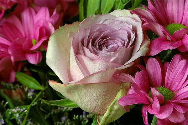 多肉曬太陽(多肉曬太陽的最佳時間)