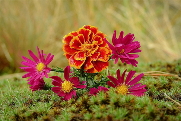 九尾狐多肉幾年開花(九尾狐多肉幾年開花結果)