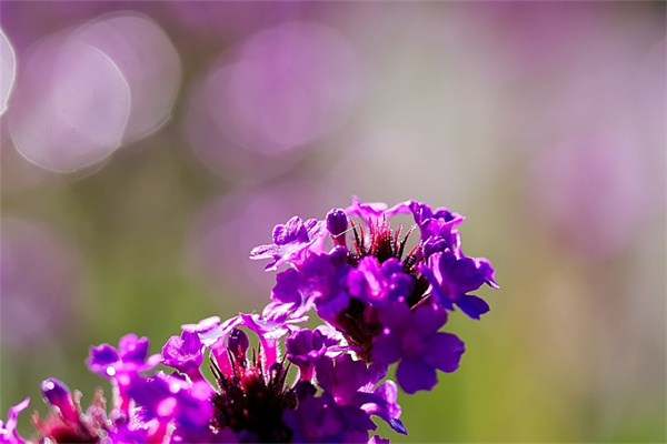 河沙養(yǎng)多肉(河沙可以養(yǎng)多肉植物嗎?)