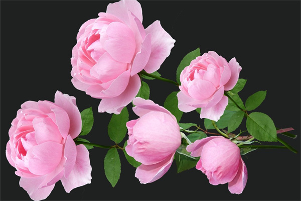 送媳婦生小孩送什么花(送媳婦生小孩送什么花比較好)