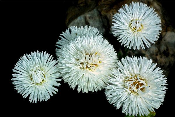 多肉酸性土壤(多肉酸性土壤有哪些)