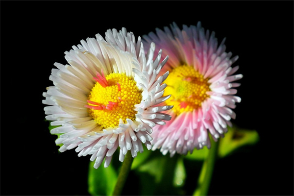 多肉可以在室外養(yǎng)殖嗎(多肉可以在室外養(yǎng)殖嗎冬天)