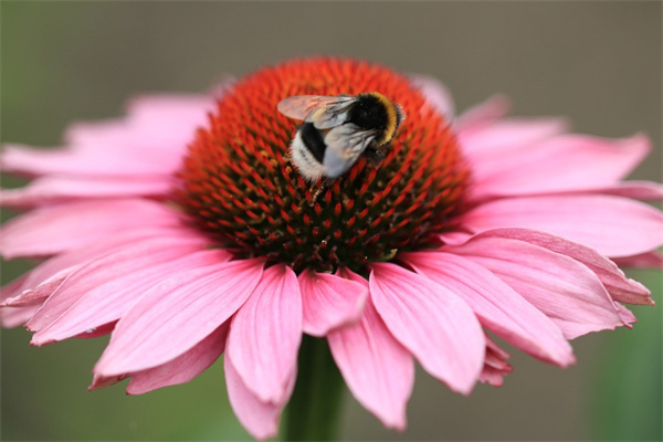 玉墜多肉怎么養(yǎng)爆盆(玉墜多肉怎么養(yǎng)爆盆好看)