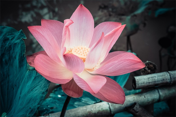 什么樣的多肉好(什么樣的多肉好養(yǎng)不易死)