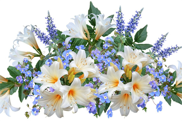 多肉怎么雜交出新品種(多肉怎么雜交出新品種呢)