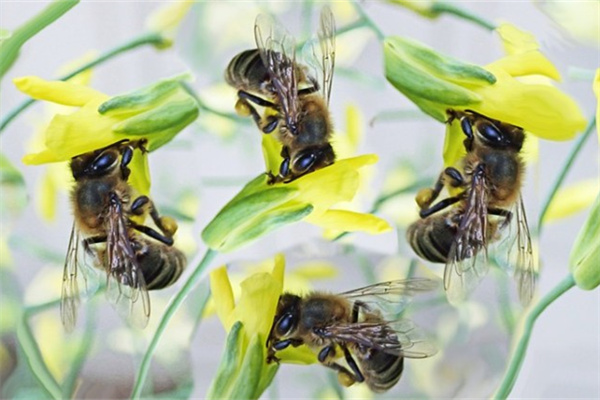 昆明最大多肉基地在哪里(昆明最大多肉基地在哪里建)