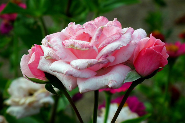 種多肉澆水嗎(種多肉澆水嗎怎么澆)