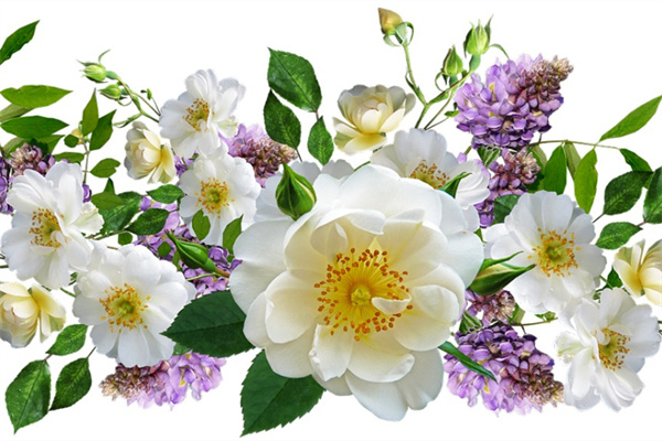 怎么用多肉的葉子繁殖多肉(怎么用多肉的葉子繁殖多肉植物)