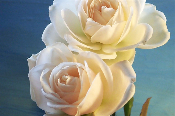 蛋托種多肉(雞蛋托盤種多肉)