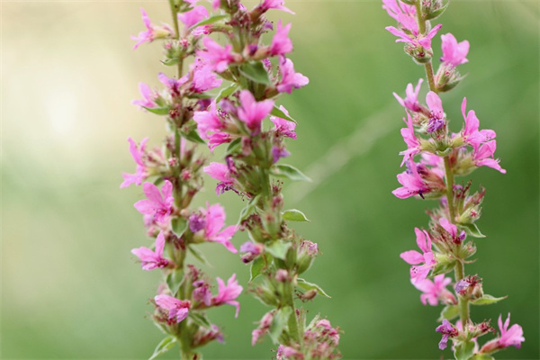 磷酸二氫鉀對多肉的作用(磷酸二氫鉀對多肉的作用與功效)