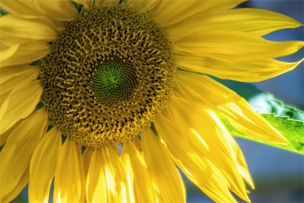 法師多肉好養(yǎng)嗎(法師多肉品種和圖片)