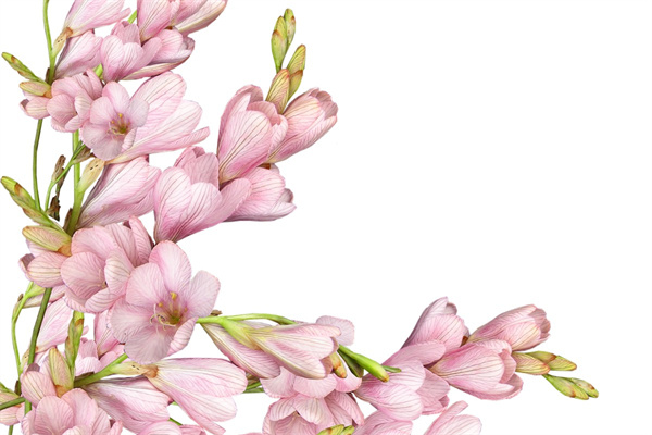 松果精靈多肉植物(松果精靈多肉植物有哪些)