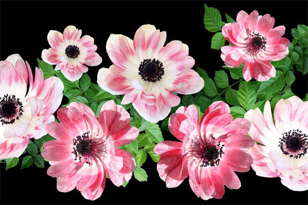 子寶多肉植物(子寶多肉植物怎么養(yǎng))