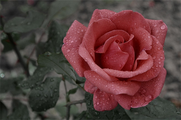 多肉花卉怎么澆水(多肉花卉怎么澆水視頻)