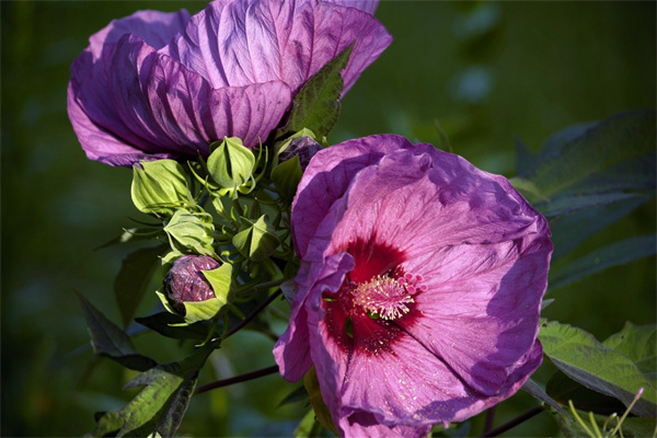 多肉有什么花語(多肉有什么花語嗎)