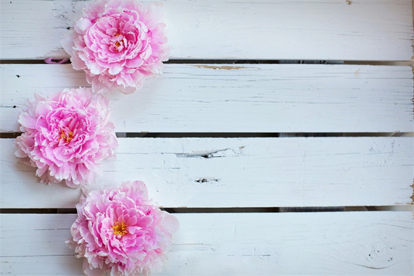 種多肉用多大的盆合適(多肉植物用多大的盆合適)