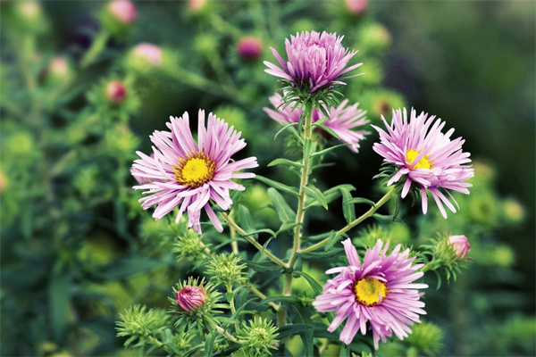 多肉花能澆水嗎(多肉花能澆水嗎視頻)