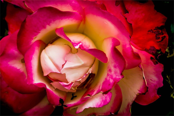 多肉需要澆多少水(多肉換盆需要澆水嗎)