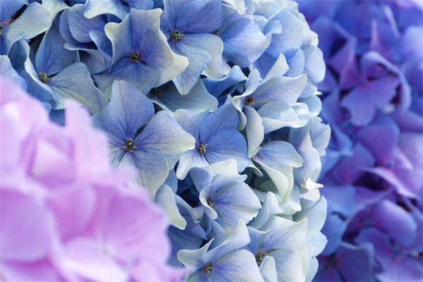 多肉紅寶石養(yǎng)殖方法和注意事項(多肉紅寶石養(yǎng)殖方法和注意事項圖片)