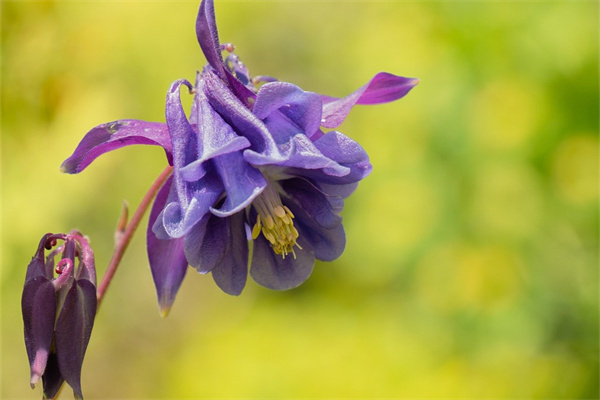 關(guān)于多肉口紅的養(yǎng)殖方法和注意事項的信息