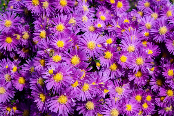 多肉盆買多大的最實用(冠幅15的多肉用多大的盆種)