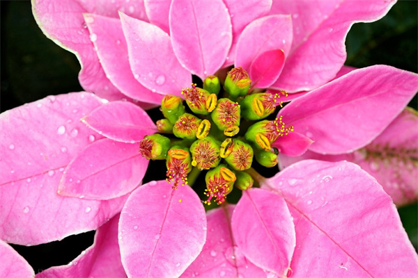 九尾狐多肉有刺嗎(九尾狐怎么養(yǎng)出白毛)