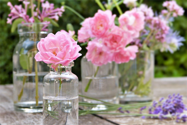 缺口盆多肉(缺口盆多肉長大了怎么辦)