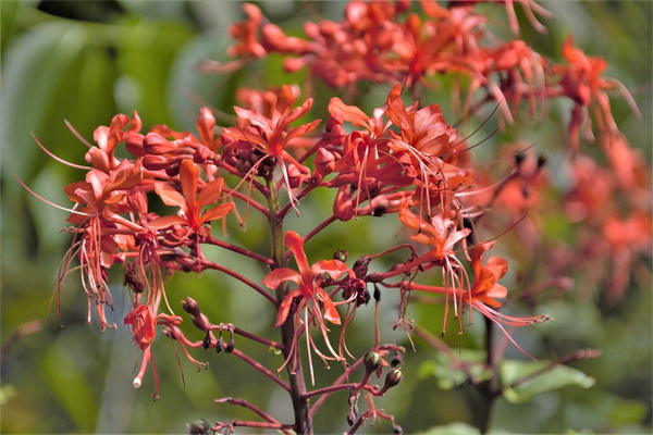 多肉玉露葉片扦插方法(多肉玉露葉片扦插方法圖片)