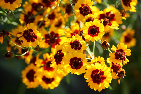 多肉的養(yǎng)殖條件(多肉養(yǎng)殖條件要求)