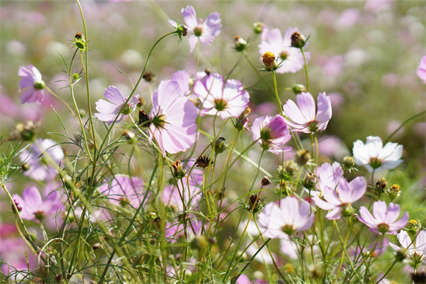 養(yǎng)多肉的心得體會50字(養(yǎng)多肉植物的心得體會300字)