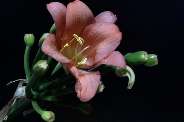 多肉生石花好養(yǎng)嗎(多肉生石花怎樣繁殖)