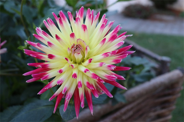 買回來的多肉要修根嗎(剛買回來的多肉要修根嗎)