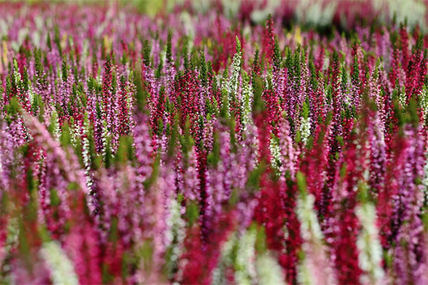 魚缸種多肉(魚缸里種多肉)