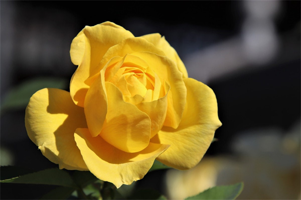 帶錦的多肉好養嗎(帶錦的多肉植物有哪些)