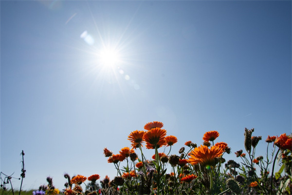 多肉植物推薦(好看的多肉植物排行榜)